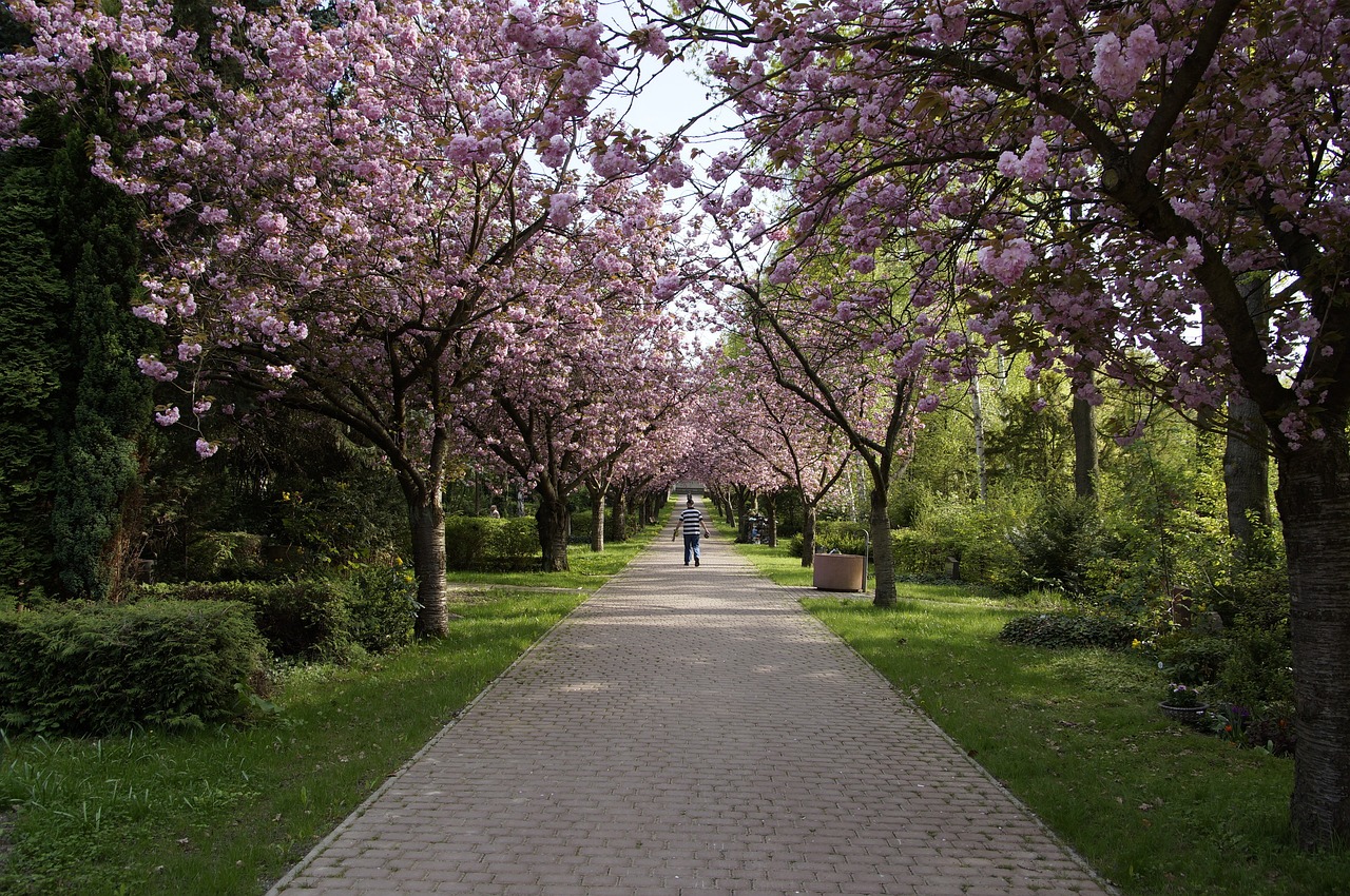 Schöneberg Park - Blick Weg entlang auf Kirschblüten