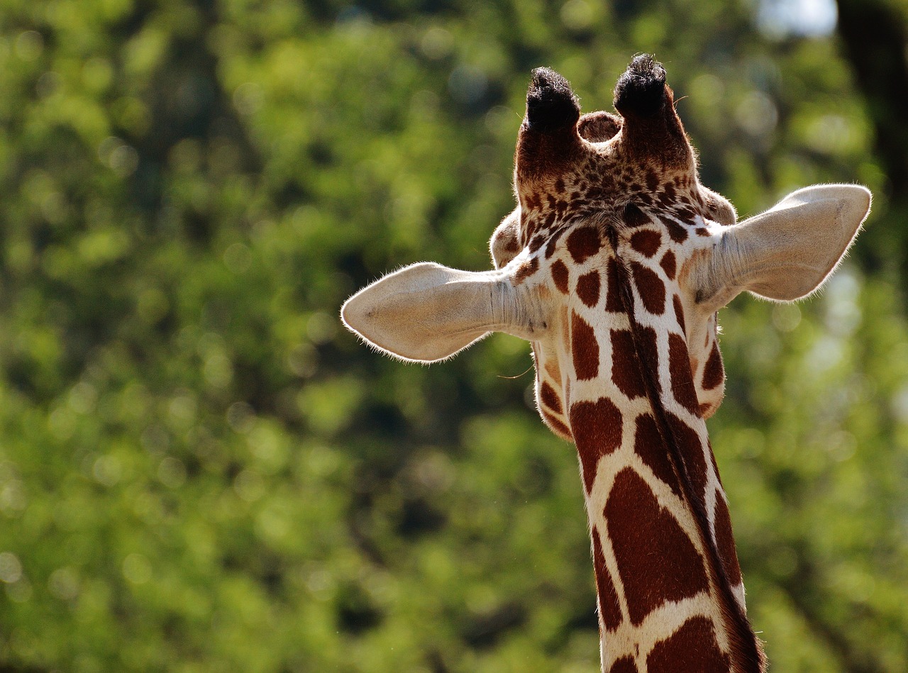 Freizeit: Tierpark Giraffe